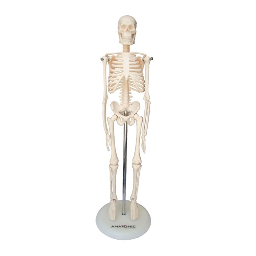 Esqueleto 45 cm