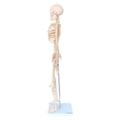 Esqueleto 85 cm-b87389cc-23d9-4df1-851a-81510c050e20