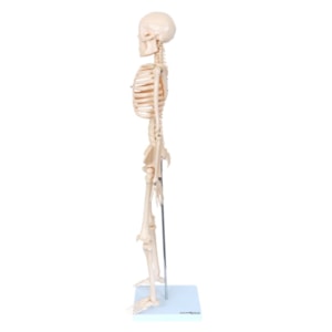 Esqueleto 85 cm