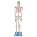 Esqueleto 85 cm-0a6d9670-5073-4c3f-8939-665841821184