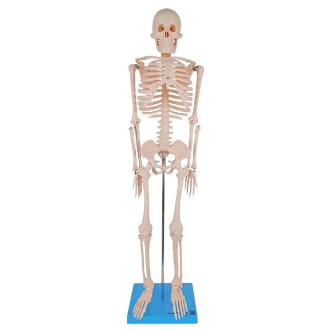 Esqueleto 85 cm-fc207ddf-bc21-4407-b79c-d2ba751443d0
