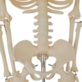 Esqueleto 85 cm-6b50492e-6f4f-444a-84ca-6f00c18e5384