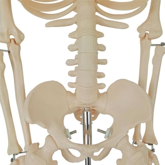 Esqueleto 85 cm-a7bf5cca-206a-4b35-8d5e-7b78210eb336