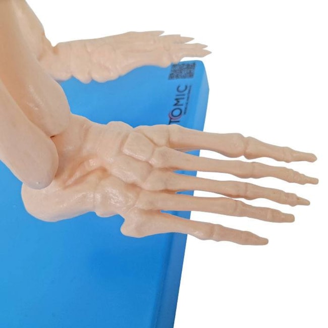 Esqueleto 85 cm-f8e8d92a-4c68-4e86-9cb1-8284e15057ed