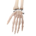 Esqueleto 85 cm-50319b5d-fba7-4c9a-a7a4-66f66404e0e8