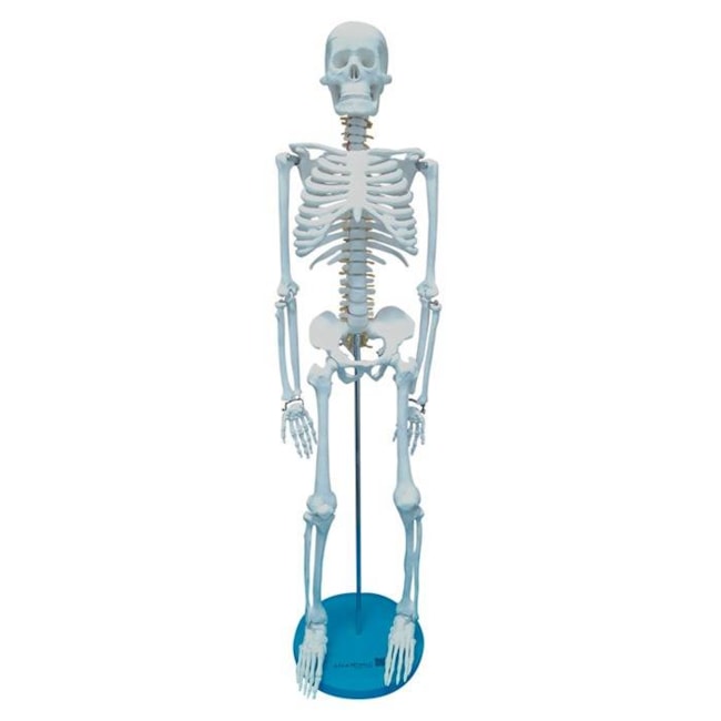 Esqueleto 85 cm-97b3a2fb-c4a9-4a6e-a9e3-6a2426efdf04