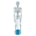 Esqueleto 85 cm-37a5d84e-d0e4-4947-a43a-58daee48c533