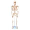 Esqueleto 85 cm-0eb2a780-c5ac-4817-8f29-7f6b24be26bf