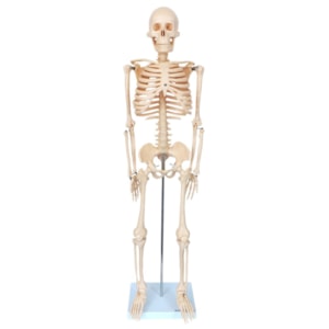 Esqueleto 85 cm