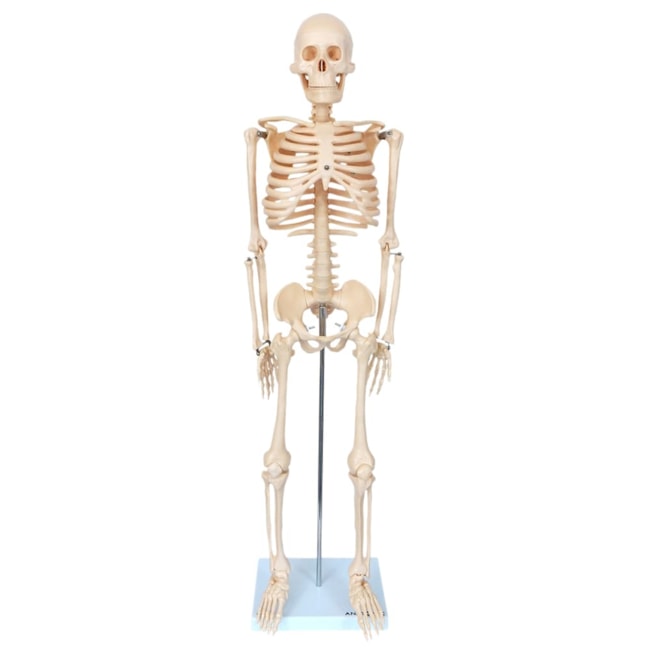 Esqueleto 85 cm-d89dce4e-fb86-4aba-9156-d71446f58aa4