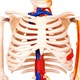 Esqueleto 85 cm Com Nervos e Vasos Sanguíneos