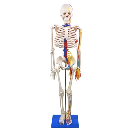Esqueleto 85 cm Com Nervos e Vasos Sanguíneos