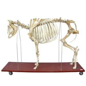Esqueleto Articulado De Bovino Em Tamanho Natural