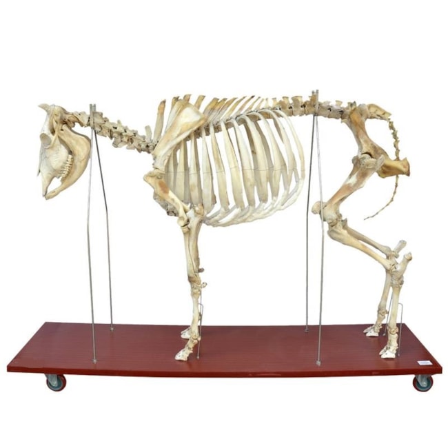 Esqueleto Articulado De Bovino Em Tamanho Natural-7c821fd8-f739-4190-b4ed-13f1416d0956