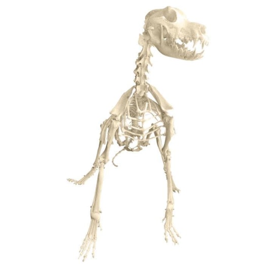 Esqueleto Articulado De Canino De Raça Grande