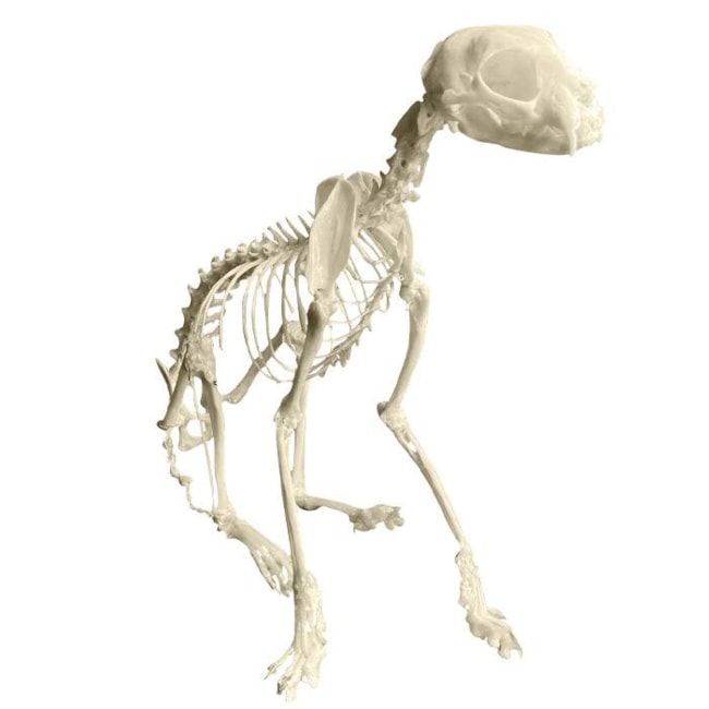 Esqueleto Articulado De Felino-f5aadcf1-b1c1-4e6b-ae70-1551fbc41614
