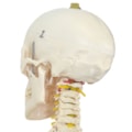 Esqueleto Com Coluna Flexível 168cm Com Suporte e Base Com Rodas-a6728e5f-c166-478c-b4e1-ebaed68665f7