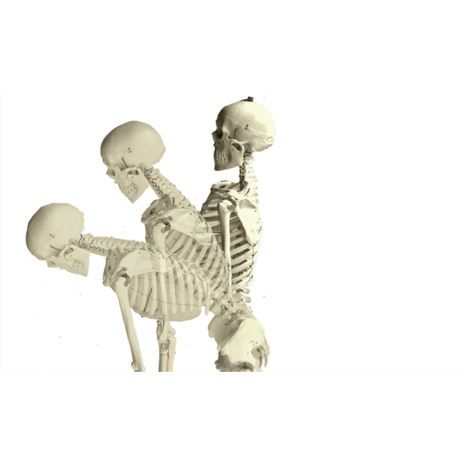 Esqueleto Com Coluna Flexível 168cm Com Suporte e Base Com Rodas-11c1d9ee-0f13-4c25-8a0d-fccb56ab3fab