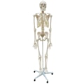 Esqueleto Com Coluna Flexível 168cm Com Suporte e Base Com Rodas-1005012c-9bf4-428f-9d50-f965607dfab1