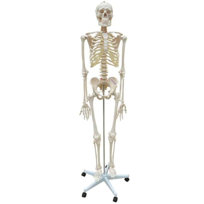 Esqueleto Com Coluna Flexível 168cm Com Suporte e Base Com Rodas-d16d2927-89d9-49e8-a599-84a9b3ec646e