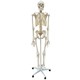 Esqueleto Com Coluna Flexível 168cm Com Suporte e Base Com Rodas