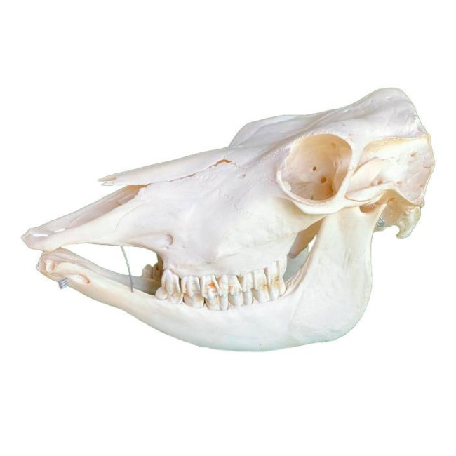 Esqueleto Da Cabeça Bovina Raça Mocha Natural-400c34b8-af54-4f31-88ed-03678af274e1