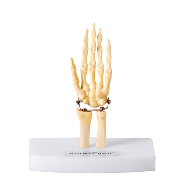 Esqueleto da Mão Tamanho Mini-1a354da1-fe8e-477e-9cc8-7ac4cec79679