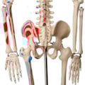Esqueleto de 85 cm Articulado com Inserções Musculares-5842d50f-ed76-4692-81fa-a9bead0d74c7