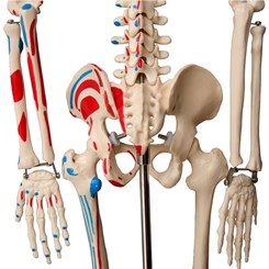 Esqueleto de 85 cm Articulado com Inserções Musculares
