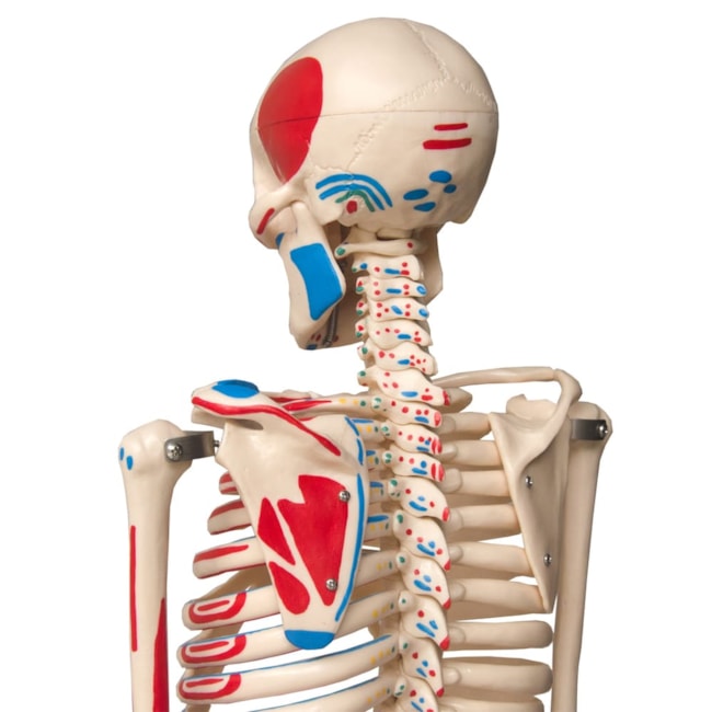 Esqueleto de 85 cm Articulado com Inserções Musculares-3d7b6ded-24b7-4557-8e5b-50f55ab6a122