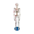 Esqueleto de 85 cm Articulado com Inserções Musculares-f92ba6a4-e9fb-418a-8564-120a8282eb76
