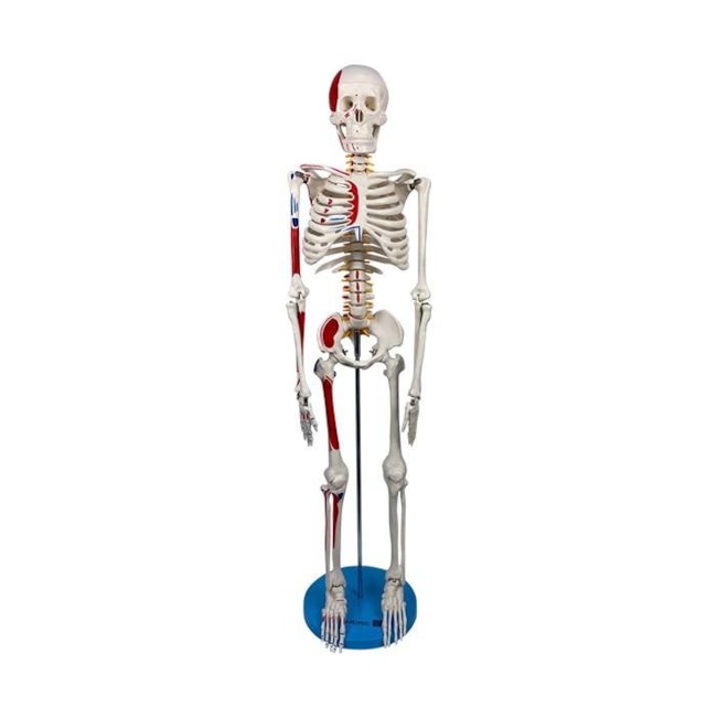 Esqueleto de 85 cm Articulado com Inserções Musculares-3112ea17-c0be-4359-af8c-28ec7fe31d22