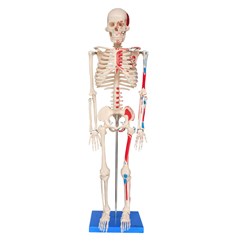 Esqueleto de 85 cm Articulado com Inserções Musculares