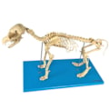 Esqueleto de Cachorro-ef0d9581-dc28-4a51-897c-45936c1a6dfd