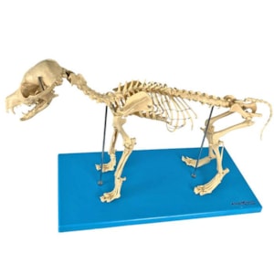 Esqueleto de Cachorro
