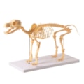 Esqueleto de Cachorro-554e733b-4712-4218-8424-0c06b95616b2