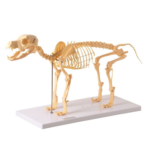 Esqueleto do Cavalo  Modelos Anatômicos