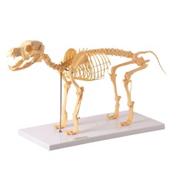 Esqueleto de Cachorro