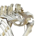 Esqueleto de Cavalo-99798b75-3015-48c8-920d-19d04fe2eb0b