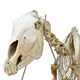 Esqueleto de Cavalo
