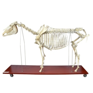 Esqueleto de Cavalo