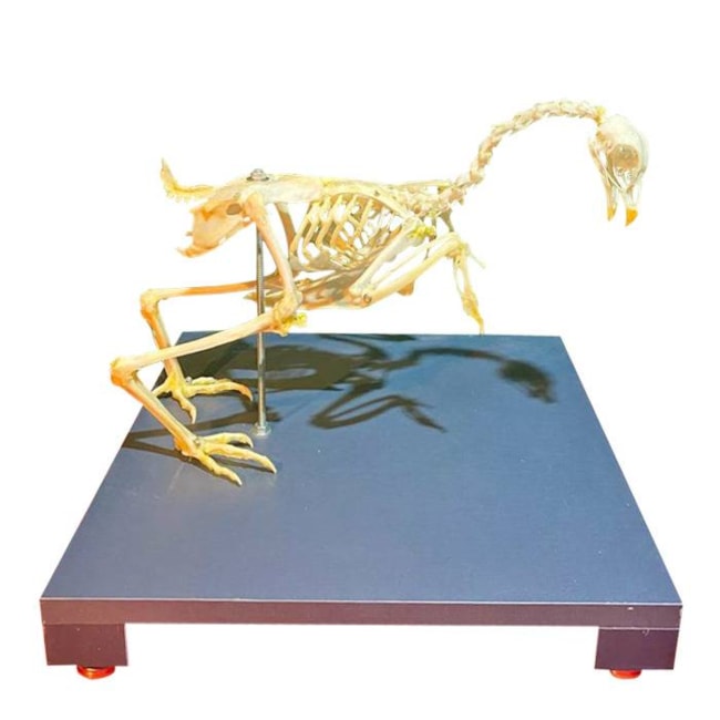 Esqueleto De Galinha Natural-a1d451a1-2b3c-4476-9894-721f24cb923f