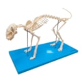 Esqueleto de Gato-a6a57af4-f7c8-4db0-9ad6-455da6f06c41