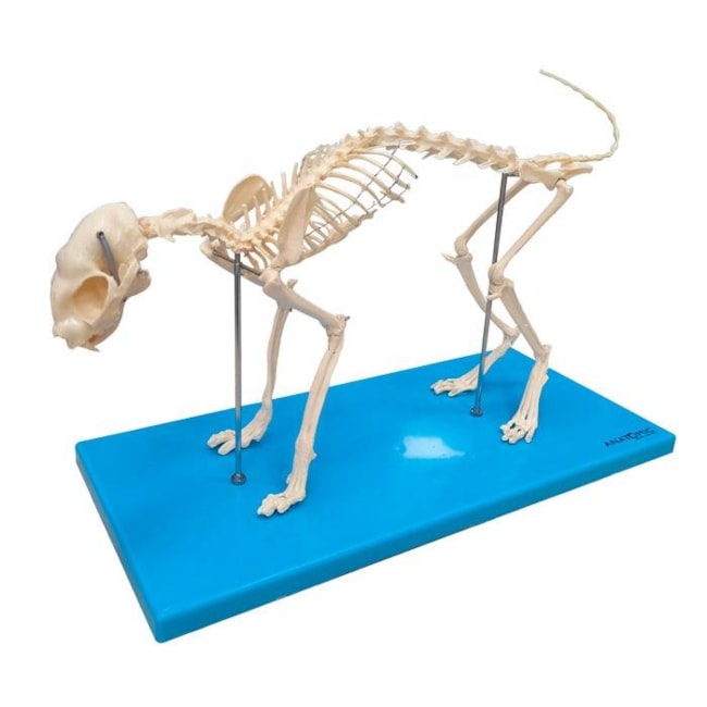 Esqueleto de Gato-6c60d2d5-684c-42bd-8fd8-301057b559cd