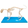 Esqueleto de Gato-8a11725b-75d6-43d1-b3ed-1d3d0328da1c