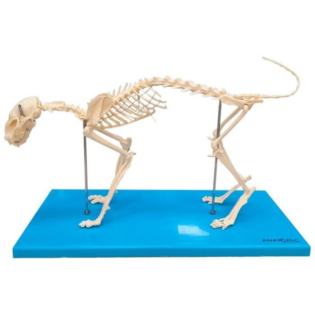 Esqueleto de Gato-21b80cc2-b8f1-4fd4-8a5b-532bc6217ddf