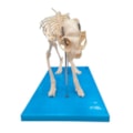 Esqueleto de Gato-4aa85dc8-175e-4c85-b9f5-60ca33ce8379