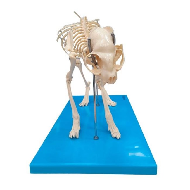 Esqueleto de Gato-567de787-43d3-4efc-b1af-8f49dcff1319