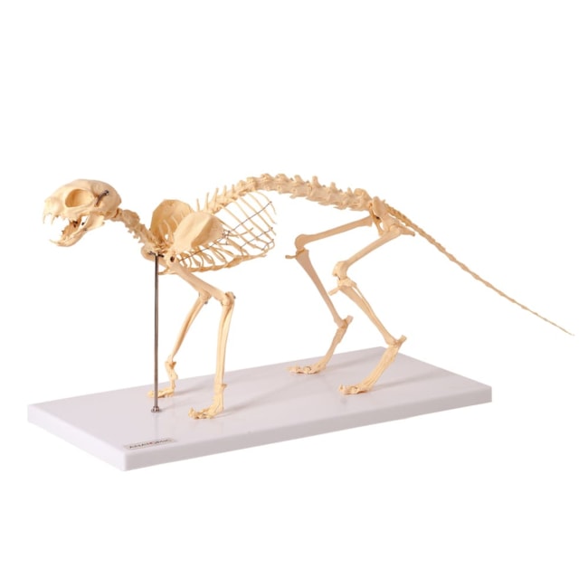Esqueleto de Gato-cdc38225-2bf9-4f3d-bec8-b38646a9621e