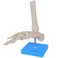 Esqueleto de Pé com Ossos Tornozelo-f4150c47-5bb1-4f87-8025-3770fb2a79c6